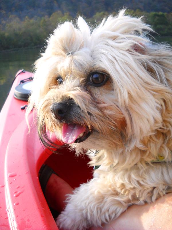 /Images/uploads/Animal Control  Welfare Project/PrettiestPetContest/entries/6025thumb.jpg